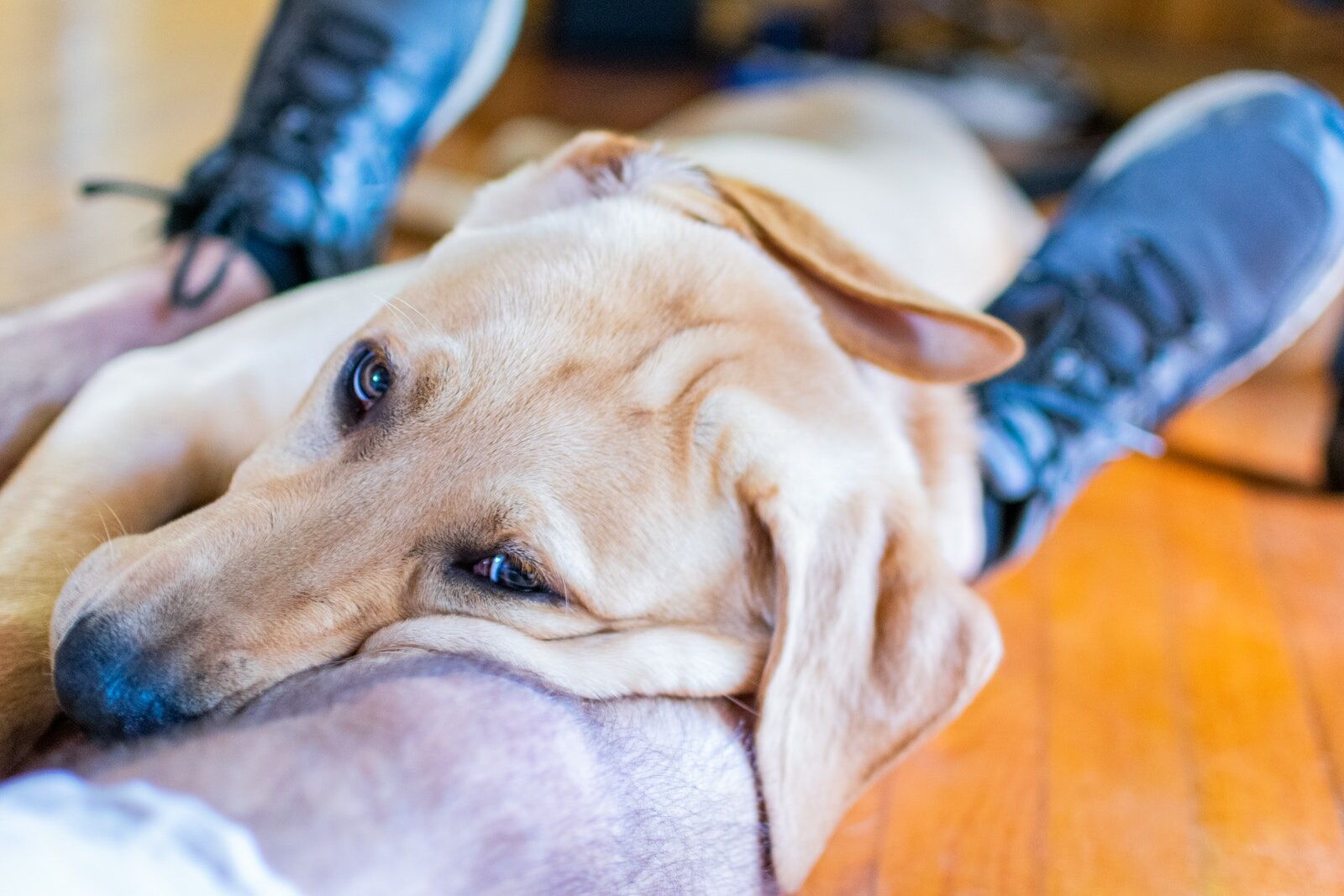 Sleepy Dog